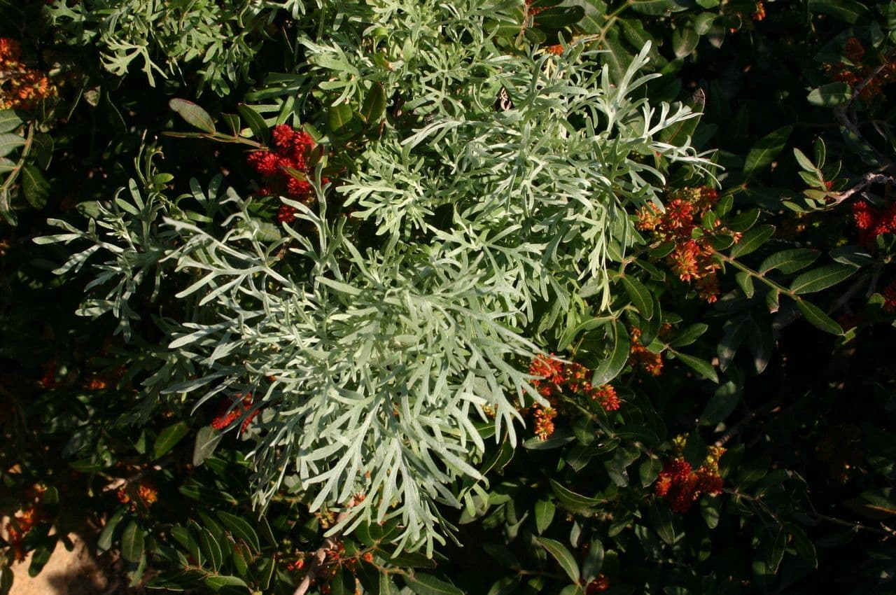 Artemisia arborescens avec feuillage gris argent