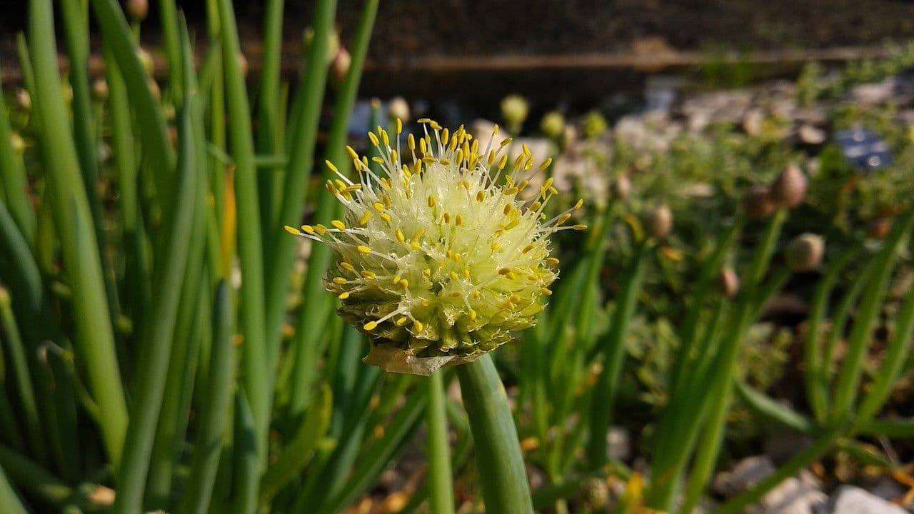 Allium oschaninii echalote grise