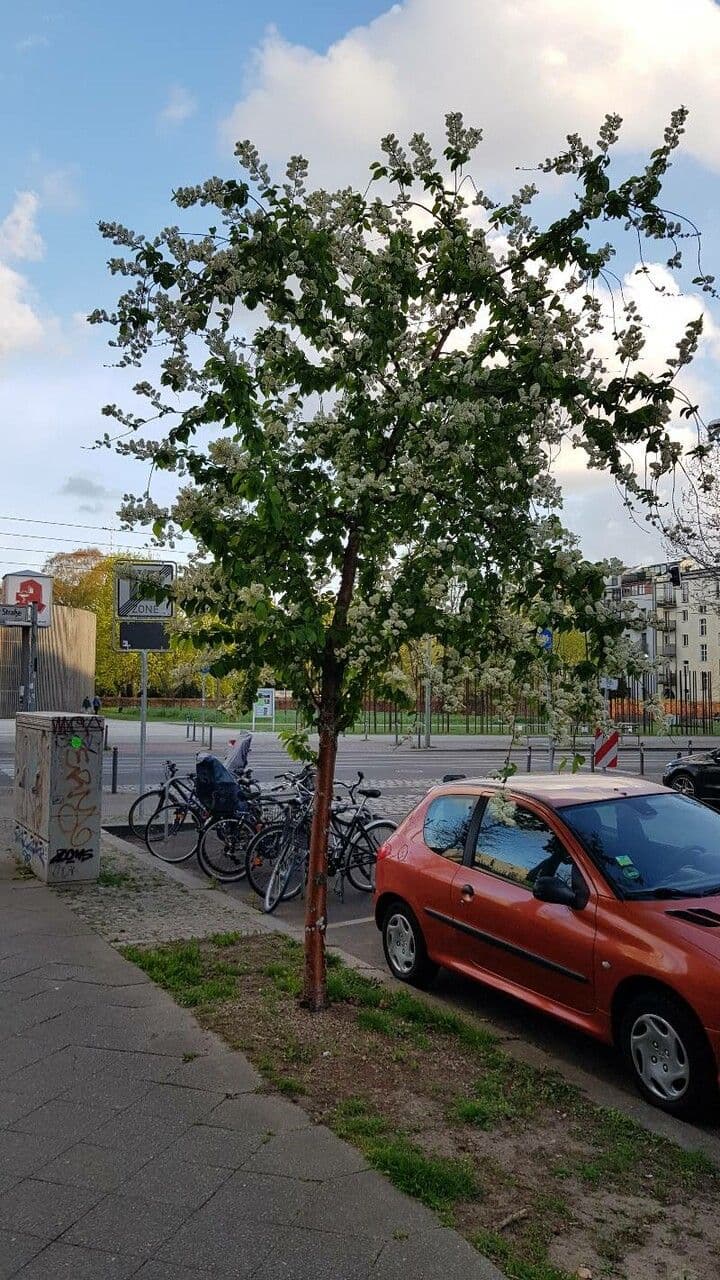Manchurische kers met karakteristieke bast en witte bloemen