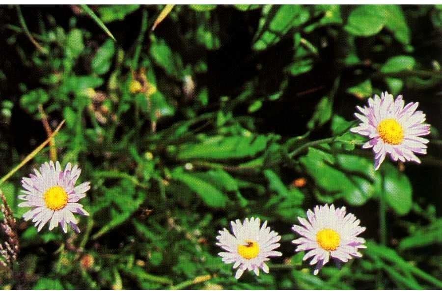Erigeron peregrinus mit tiefvioletten Zungenblüten auf einer subalpinen Wiese
