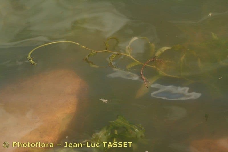 Alpine Pondweed submerged in cold mountain lake