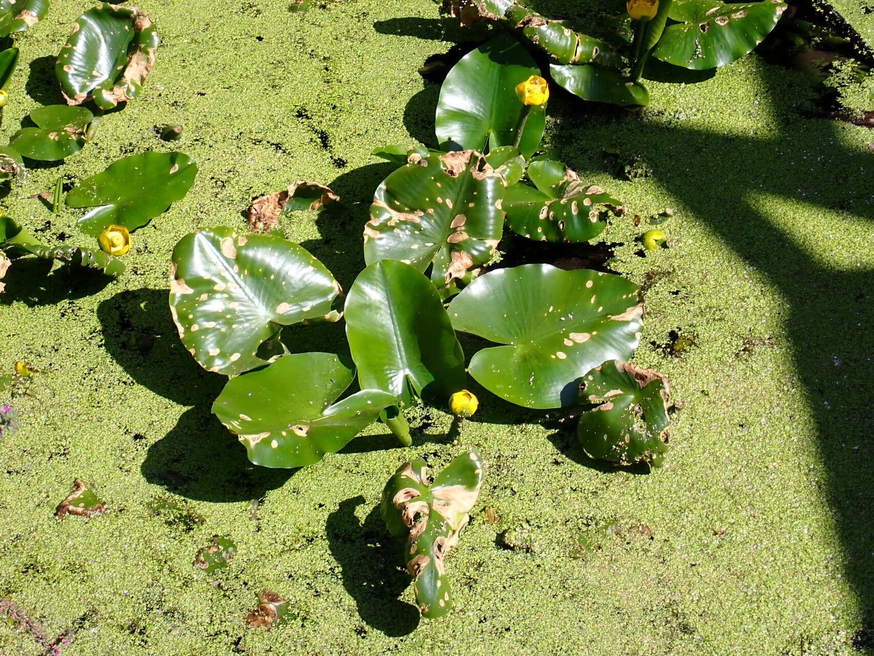 Nuphar lutea blooms with yellow flowers above water surface