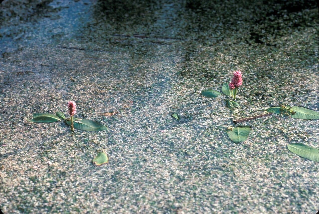 Persicaria amphibia displaying pink flower spikes at the water's edge