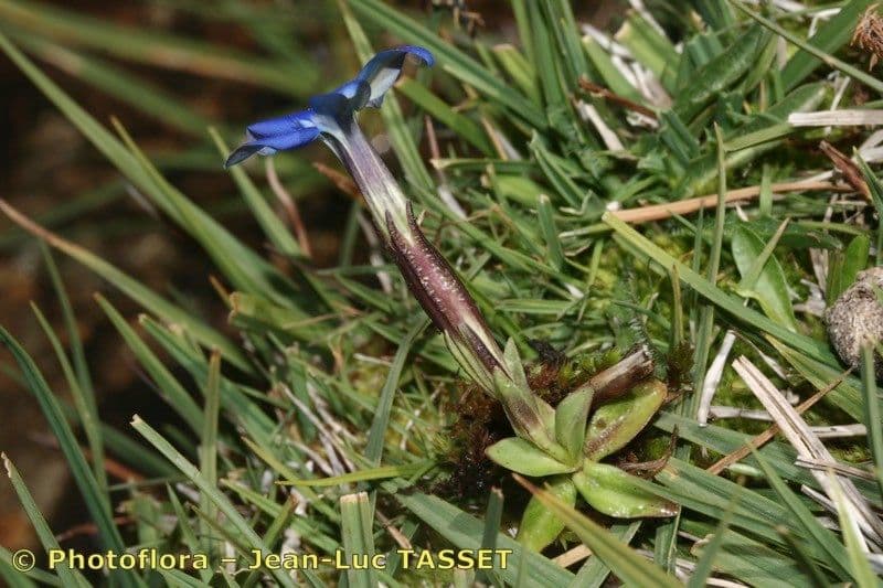 Gentiana sierrae bloeiend op bergweiland Sierra Nevada