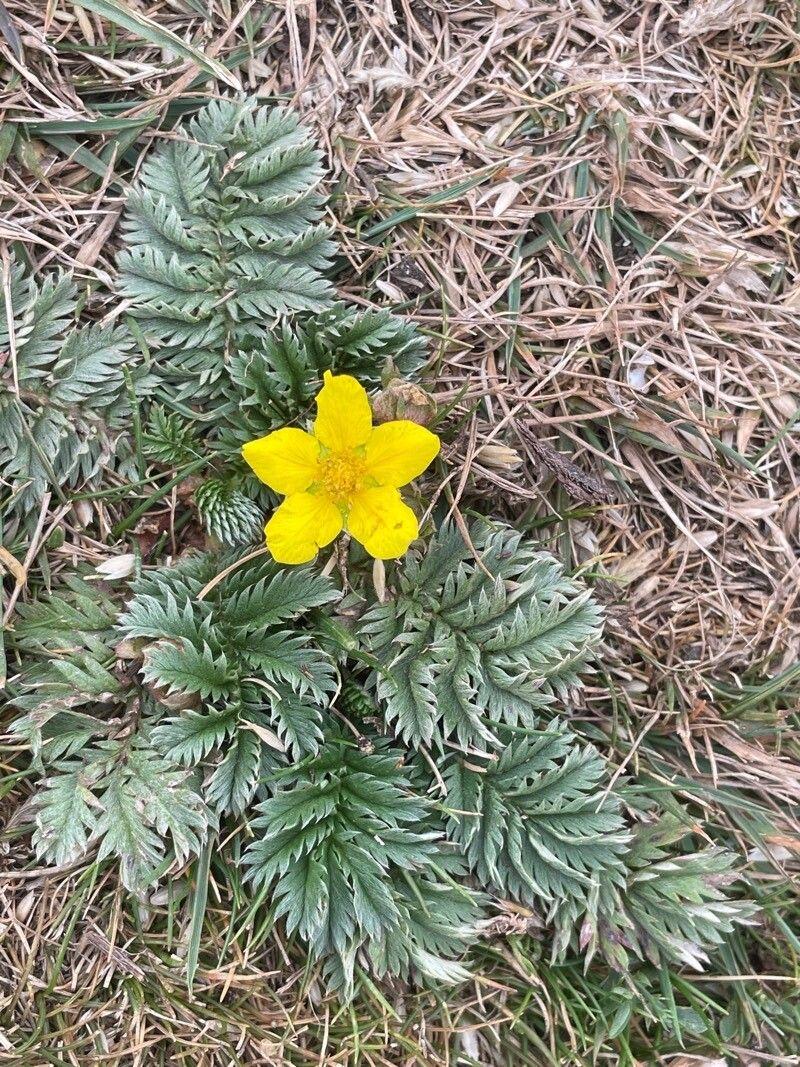 Anserina in bloom on a sunny bank, showing silvery undersides of leaves and small yellow flowers