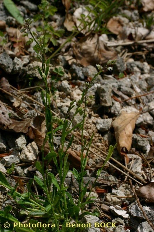 Bittere Kreuzblume mit blauen Bluten in naturlicher alpiner Umgebung