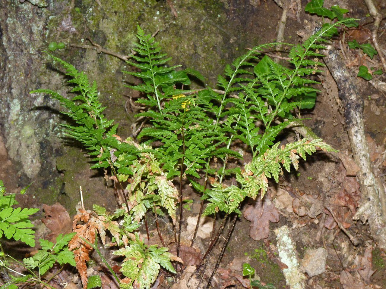 Black spleenwort (Asplenium adiantum-nigrum) growing in a crevice of a stone wall, with glossy dark green fronds and long black stalks.