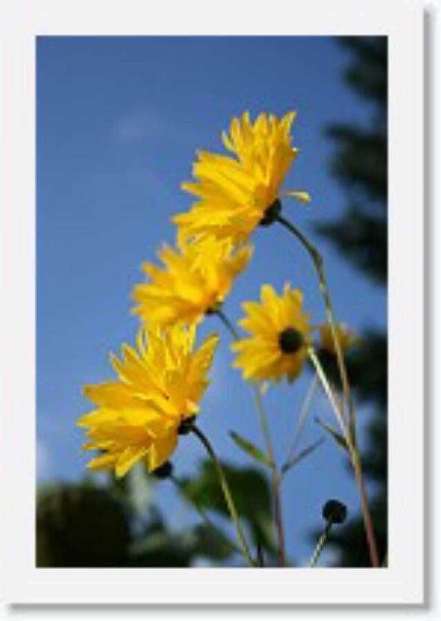 Helianthus atrorubens schwarzrote Sonnenblume gelbe Bluten lila Disk