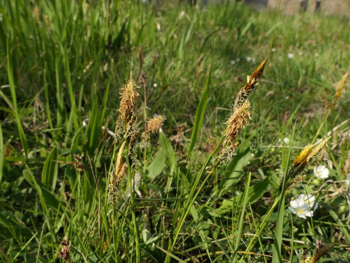 Carex depressa flower