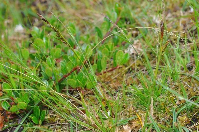 Sheathed sedge (Carex vaginata) in a damp woodland setting with light green foliage and pale brown flowering spikes
