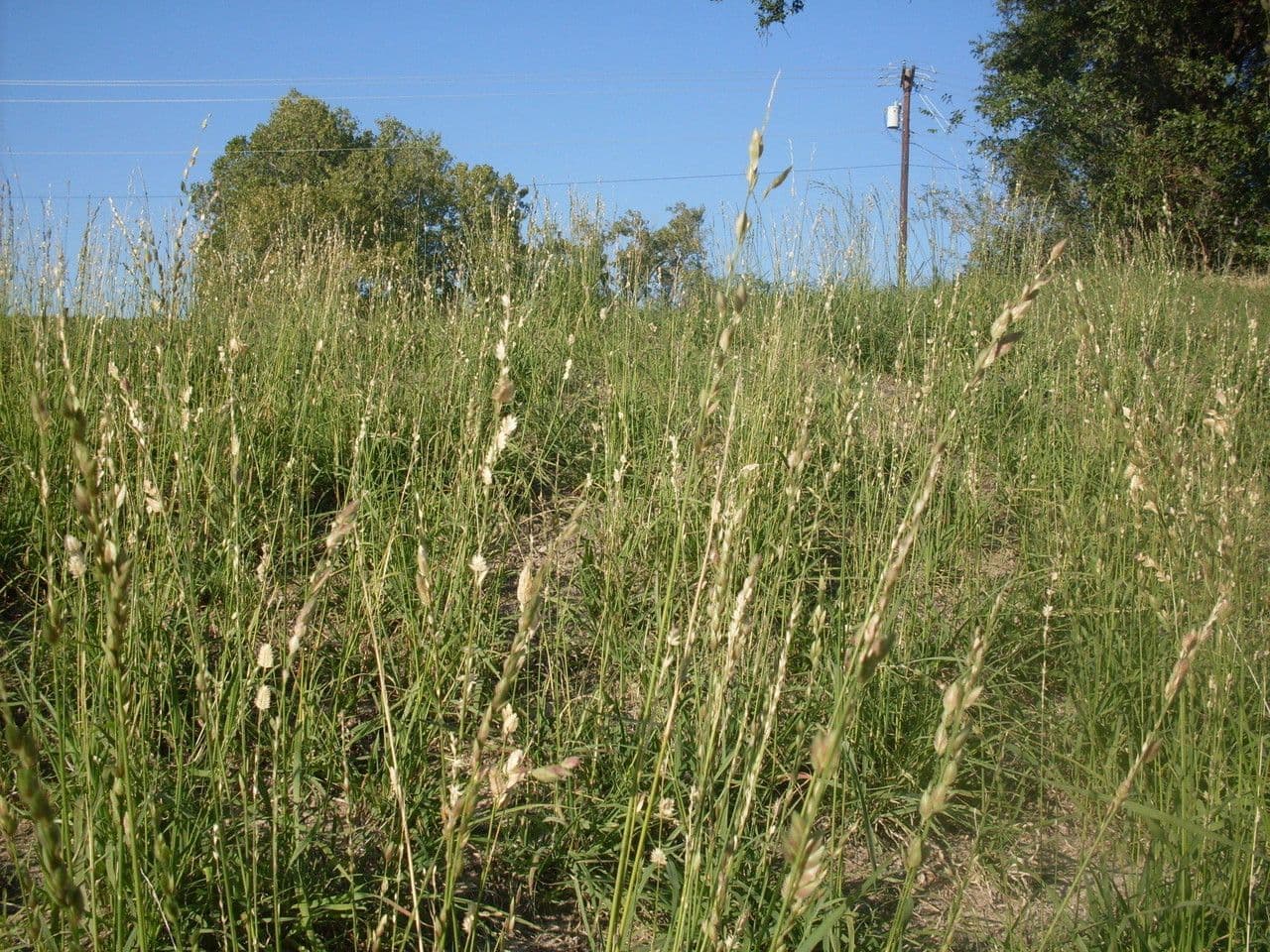 Eragrostis superba mit breiten goldgruenen Rispen in der Sonne