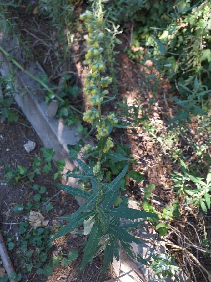 Douglas mugwort (Artemisia douglasiana) showing silvery-green leaves