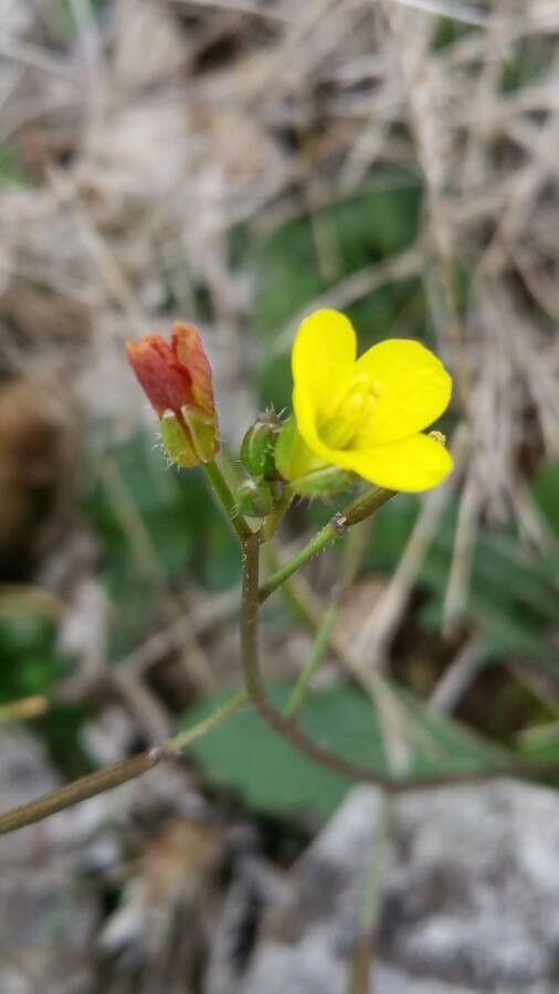 Teetulpa-weed with small yellow flowers growing in a dry, sunny crack in a stone wall