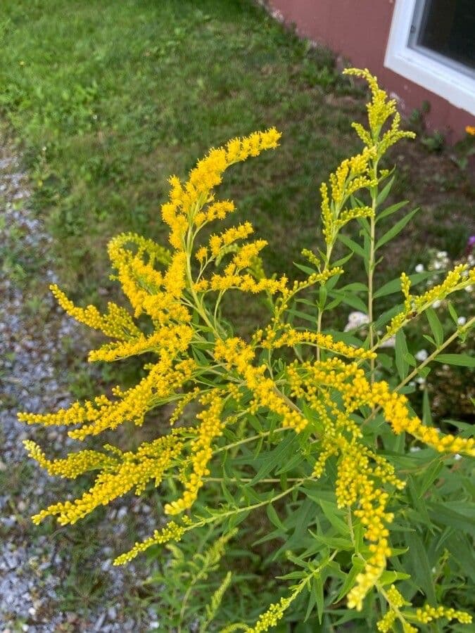 Gele bloeitrossen van Solidago juncea, de vroege goudenroede