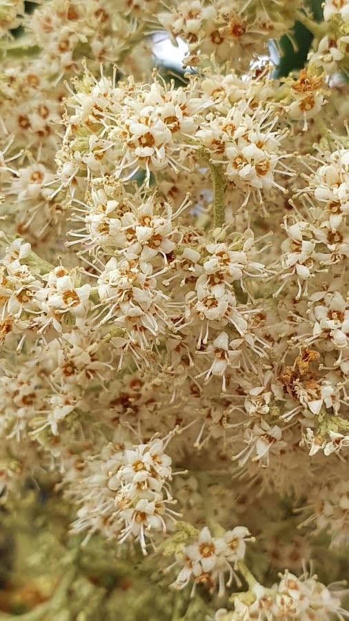Buddleja saligna met bloeiende bloemen en groene bladeren