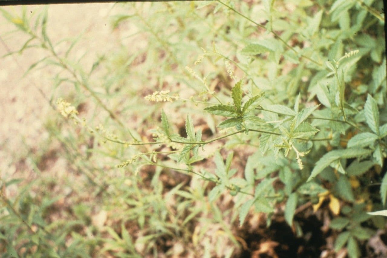 Agrimonia striata mit goldgelben Blütenrispen an einem Waldrand