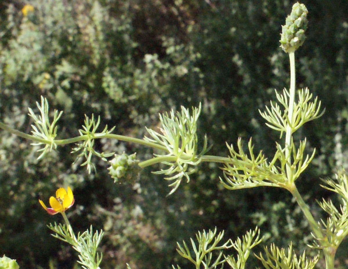 Adonis microcarpa young plant displaying characteristic red flowers