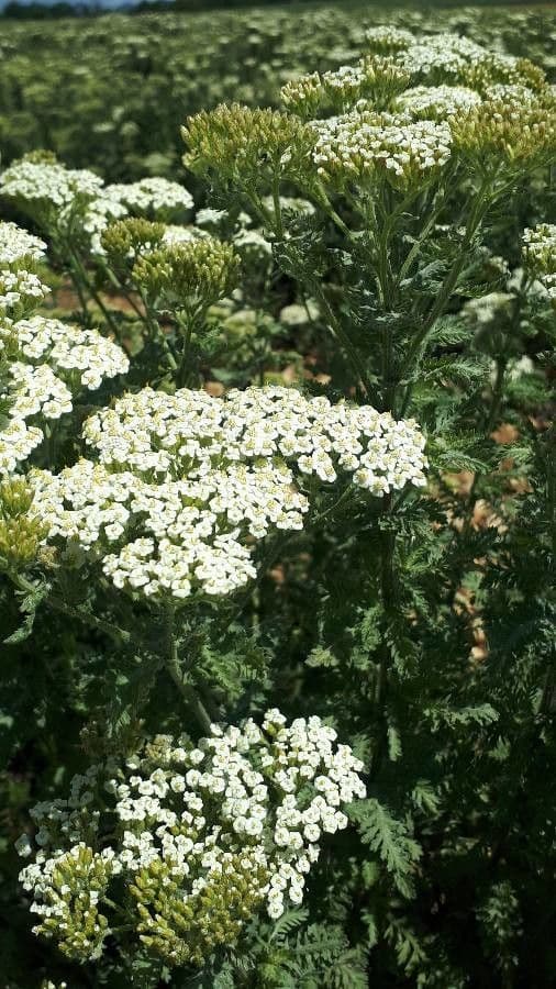 Samphire-leaved Yarrow in full bloom