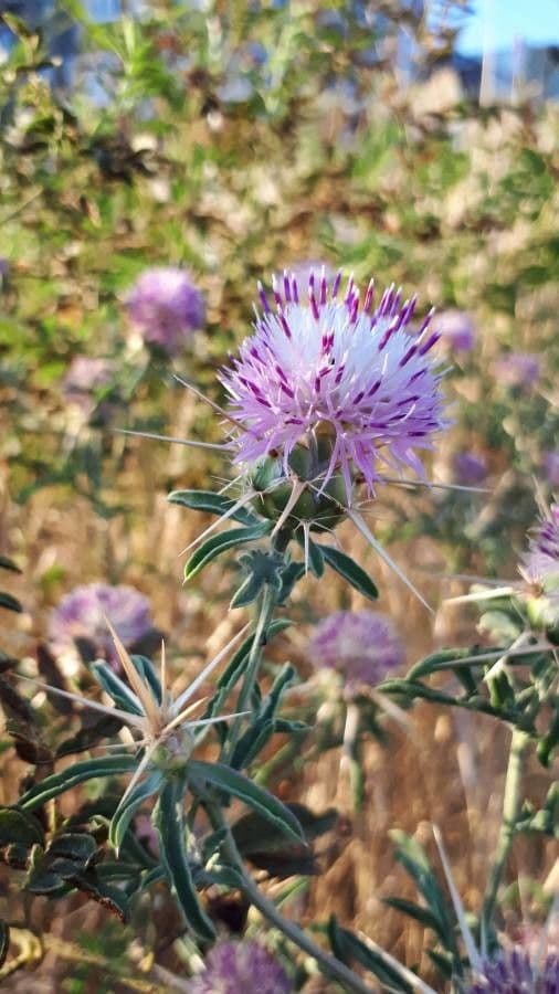 Fleurs violettes de Centaurea iberica en pleine floraison