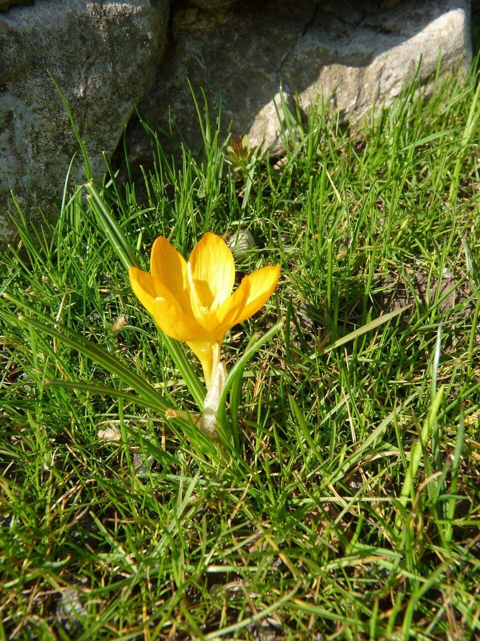 Goldene Krokusse blühen im zeitigen Frühjahr auf einer lichten Wiese unter laubabwerfenden Bäumen.