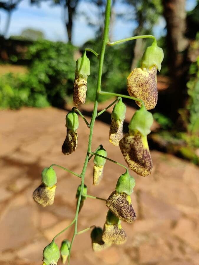 Sesbania cannabina with yellow flowers and fine pinnate leaves