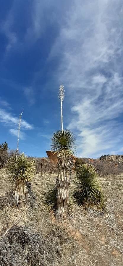 Soaptree Yucca with tall flower spike and white bell flowers in desert