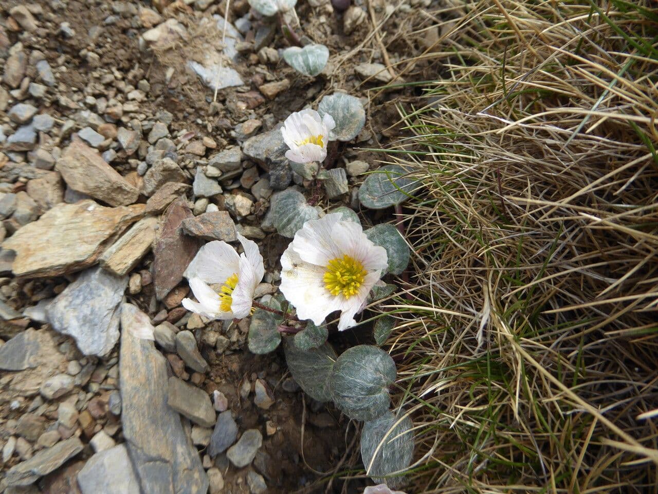 Ranunculus parnassifolius avec ses fleurs blanches et ses larges feuilles en coeur sur rocher alpin