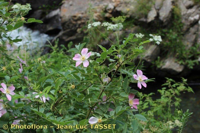 Rosa mollis in voller Blüte mit weichen, samtartigen Blättern und hellrosa Blüten in einem halbschattigen Garten