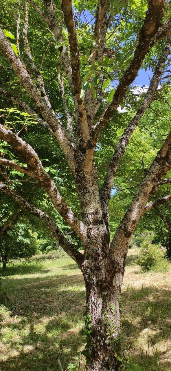 Fraxinus chinensis Baum mit charakteristischen zusammengesetzten Blattern und eleganter Krone