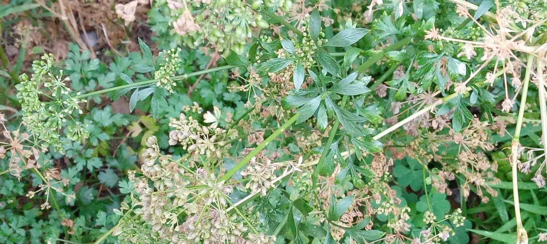 Frische Garten-Petersilie-Pflanze mit dunkelgrünen, krausen Blättern in einem Hochbeet