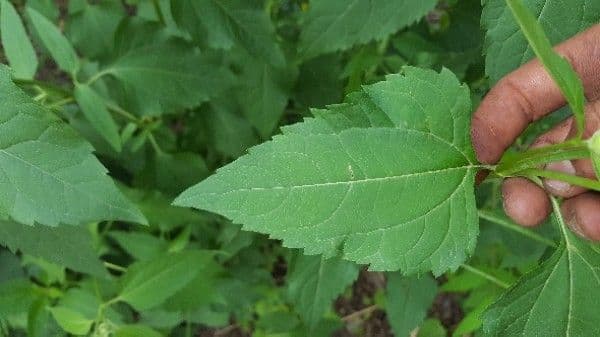 Fleurs jaunes d'Helianthus divaricatus en lisiere de foret