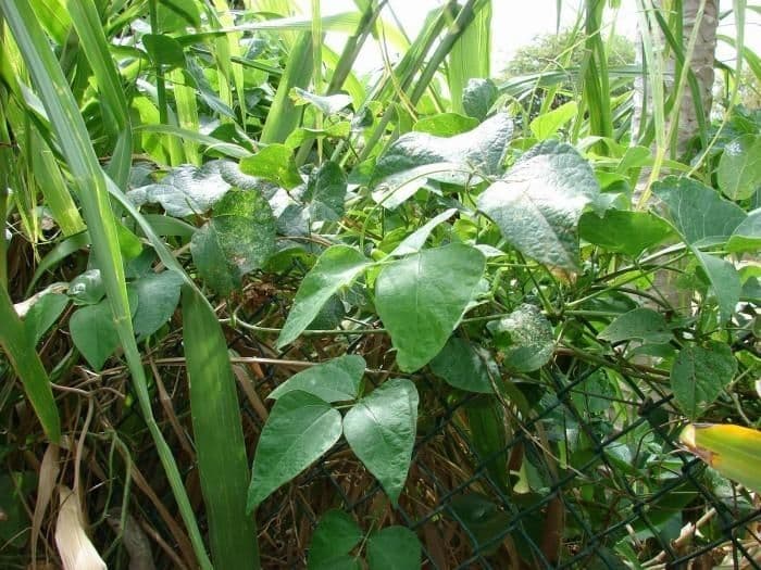 Phaseolus lunatus limaboon plant met peulen
