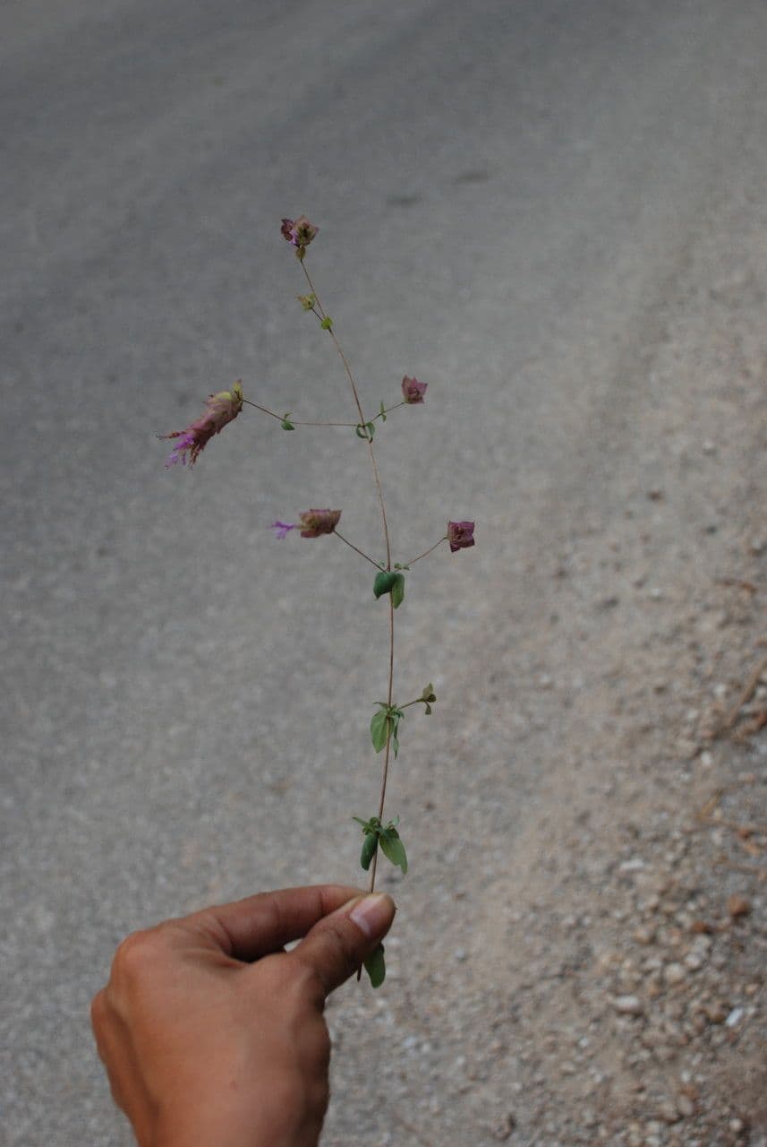 Origanum libanoticum Libanon-Oregano Blute rosa lila