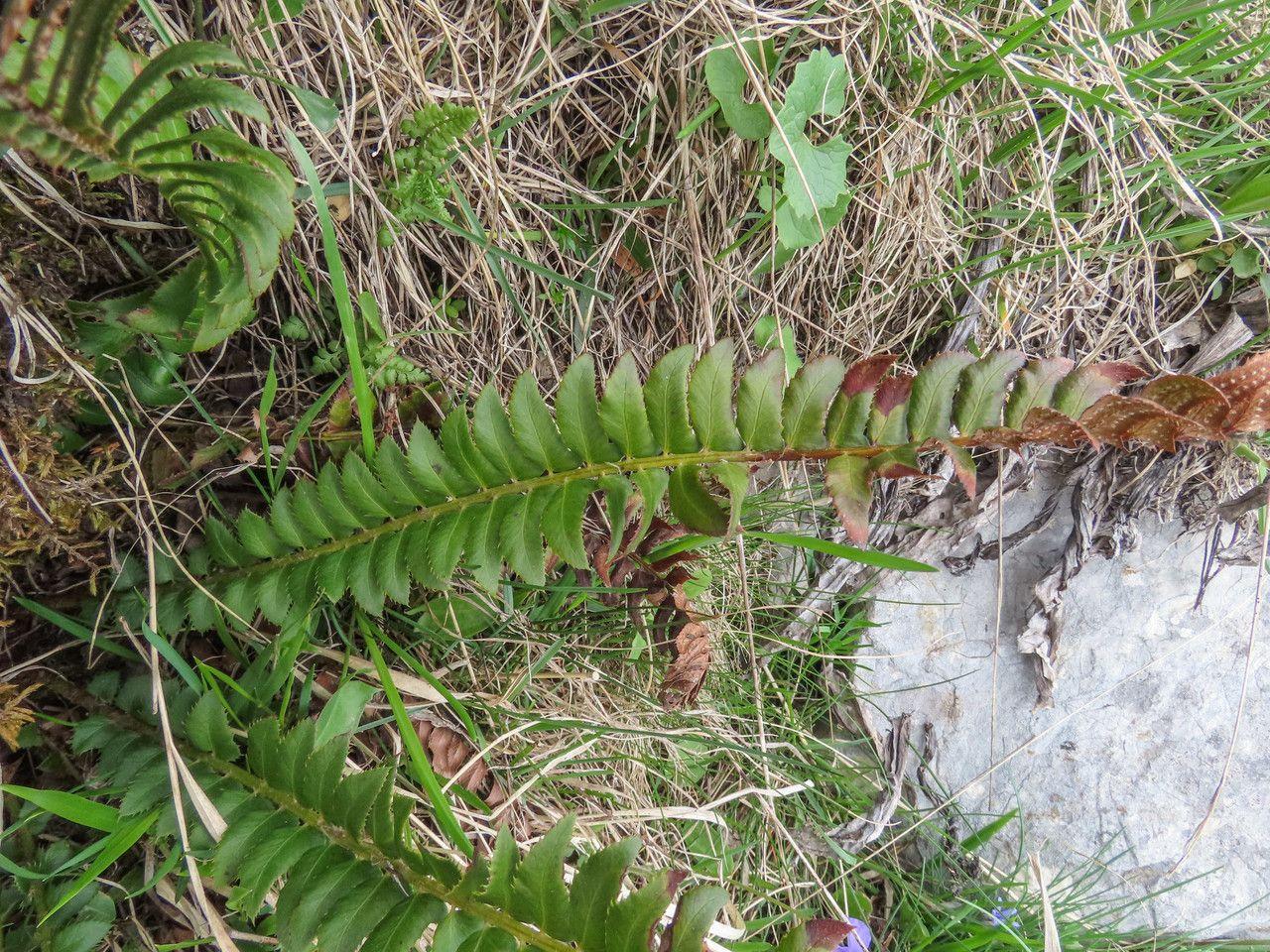 Lanzen-Schildfarn in einer Felsritze mit glänzenden, dunkelgrünen Wedeln