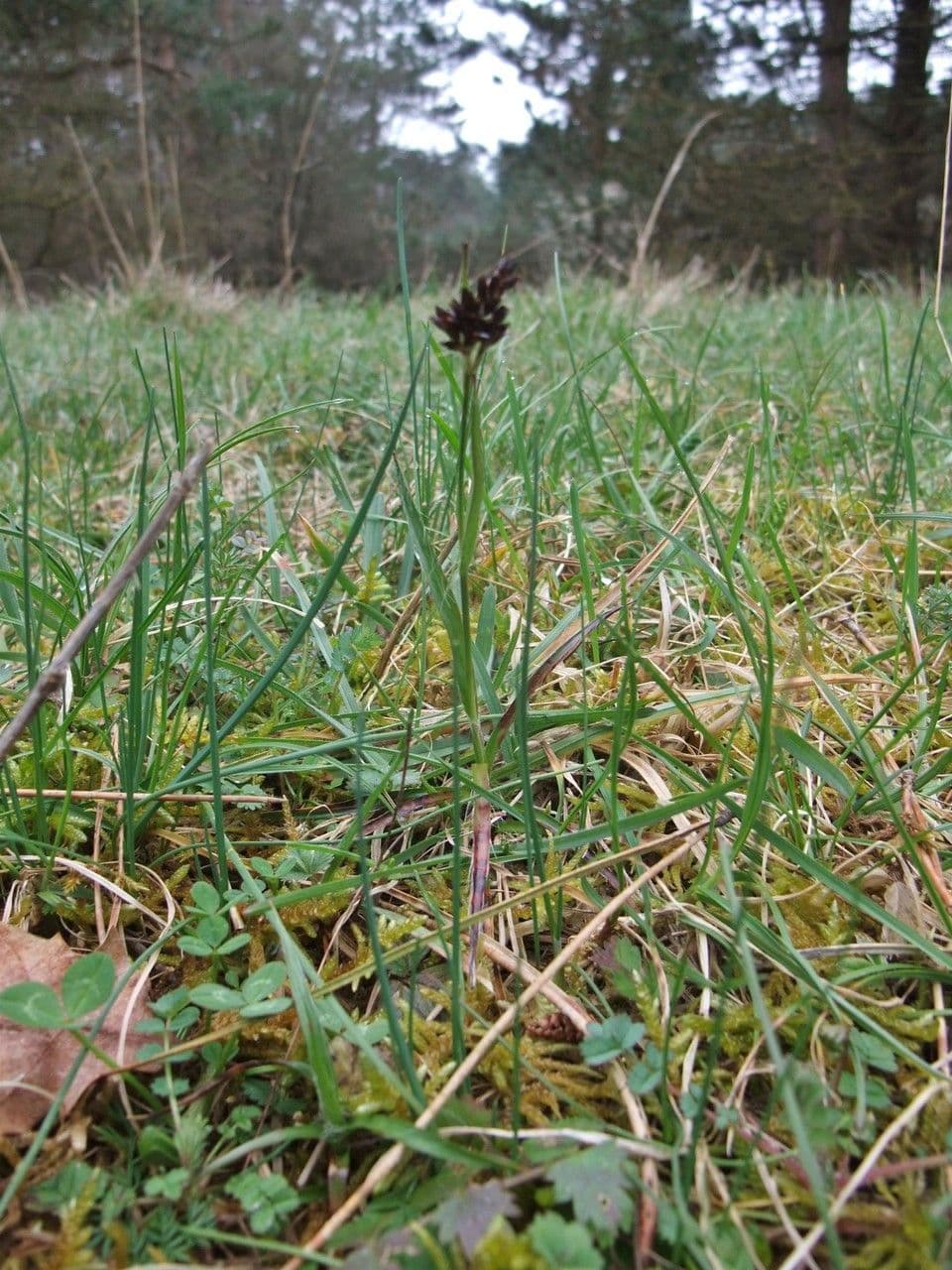 Feld-Hasenbrot Pflanze im Frühling mit braunen Blütenrispen