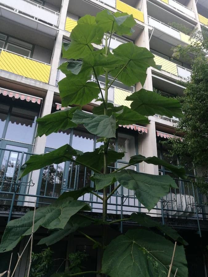 Princess Tree with lilac flowers in bloom
