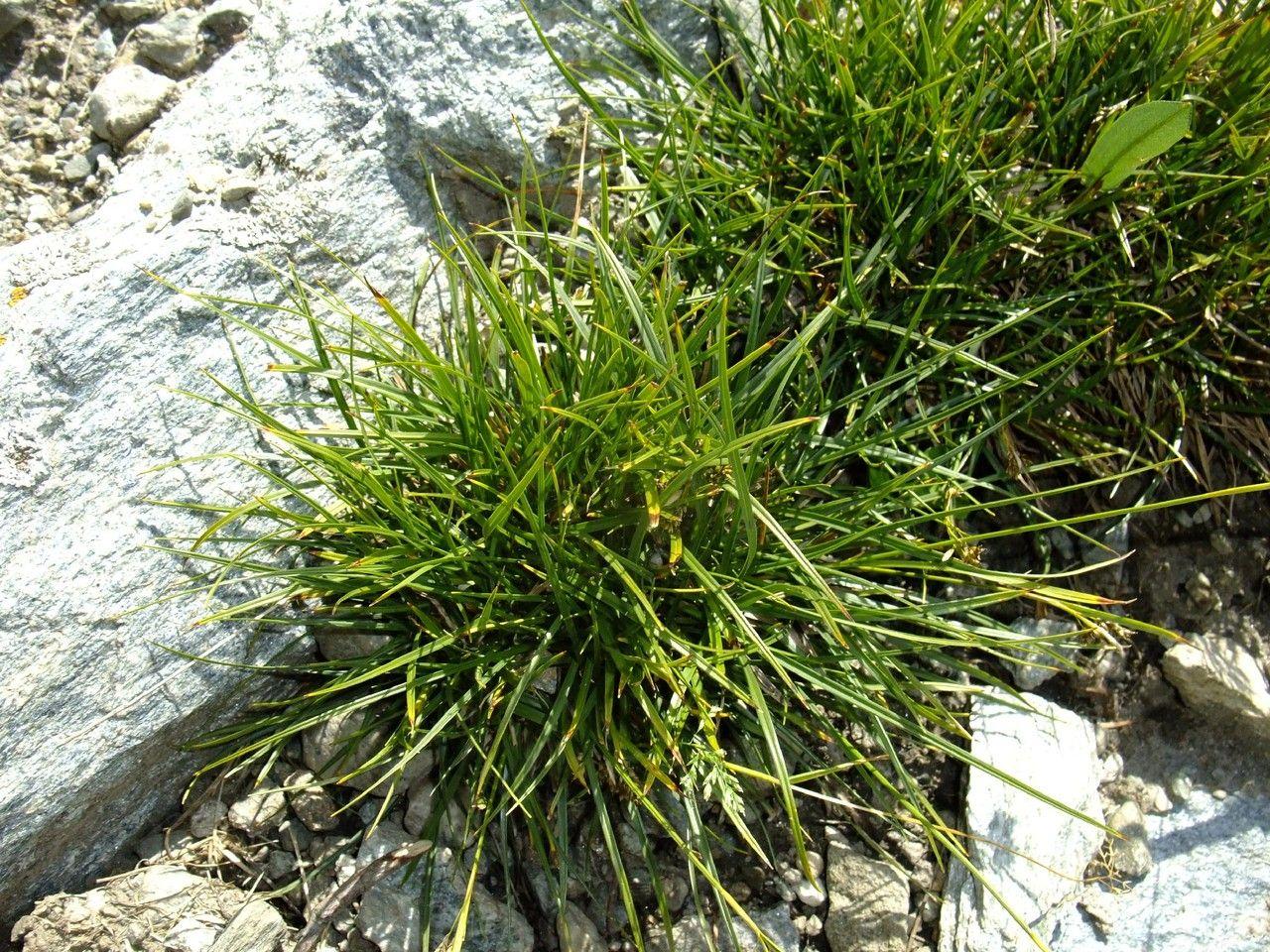 Carex capillaris in natuurlijke omgeving met fijn groen blad en lichtbruine bloeistengels