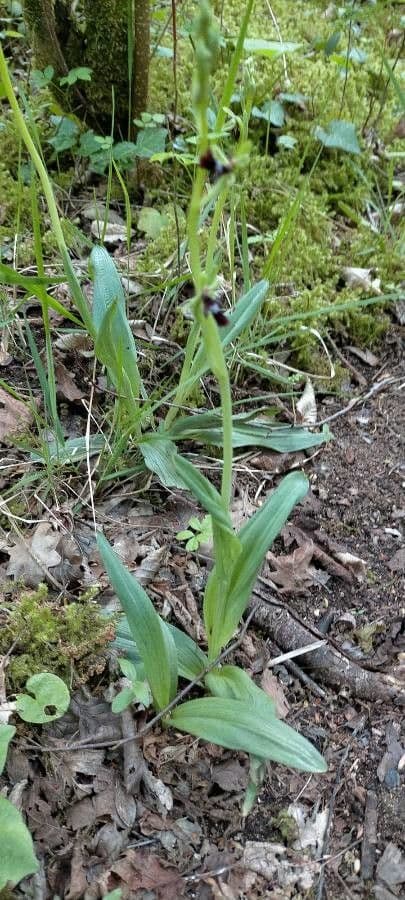 Ophrys insectifera Fliegen-Ragwurz mit Bluten, die mannliche Fliegen mit dunkler glanzender Lippe ahneln