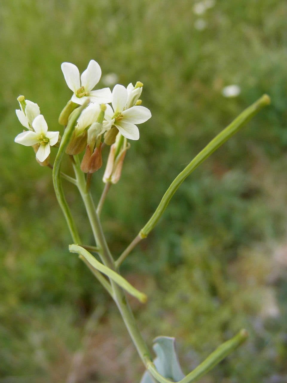 Ackerkohl-Pflanze mit gelben Blüten