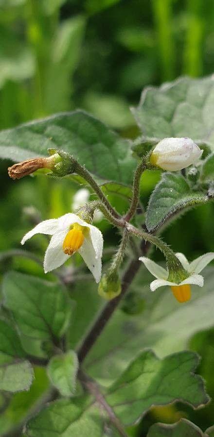 Gelber Nachtschatten mit orangenen Beeren und behaarten Blättern in einem halbschattigen Beet