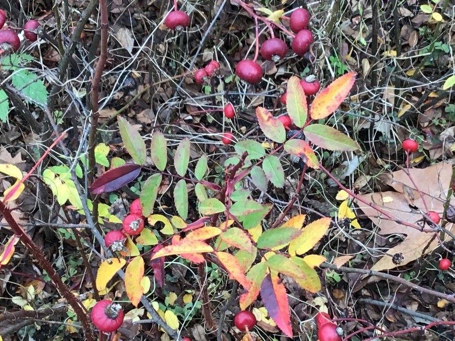 Carolina-Rosen in voller Blüte auf einer sonnigen Böschung, mit grünem Laub und leuchtend rosa Blüten
