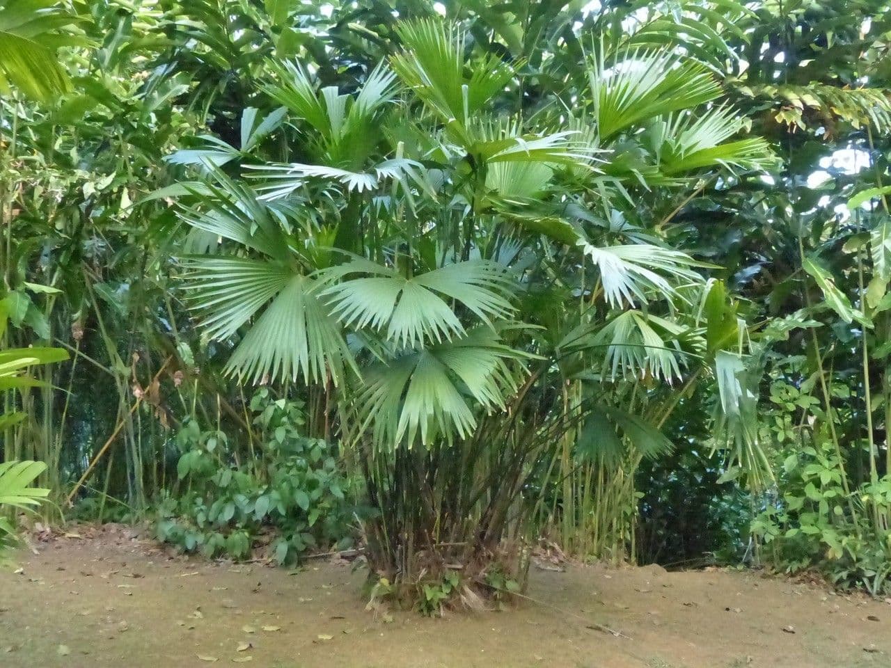Carludovique palmee avec feuilles caracteristiques tressees