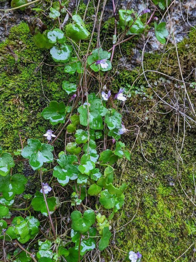 Kenilworth ivy spilling from stone wall crevices with small blue flowers in summer