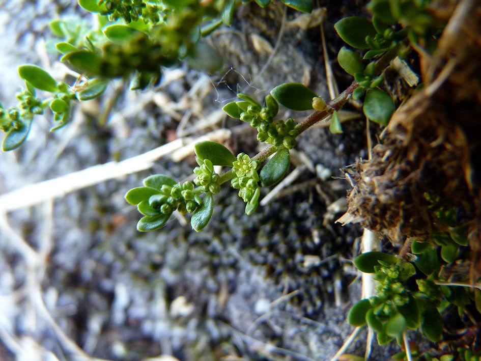 Kahles Bruchkraut breitet sich zwischen Steinen in einem sonnigen Steingarten aus