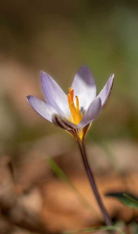 Netbloem Krokus (Crocus reticulatus) met gele bloemen en gestreept patroon