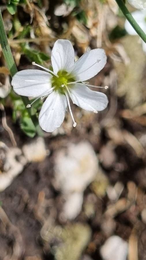 Arenaria ciliata with white flowers in alpine setting