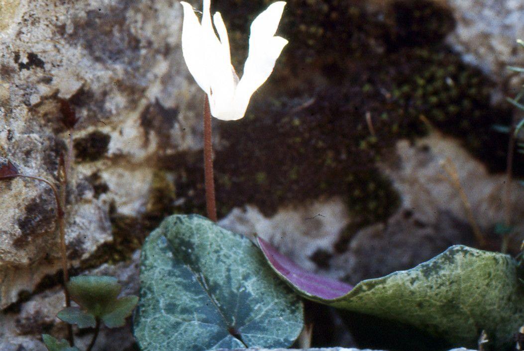 Cyclamen balearicum mit weißen Blüten und glänzendem Laub in einer felsigen Gartensituation