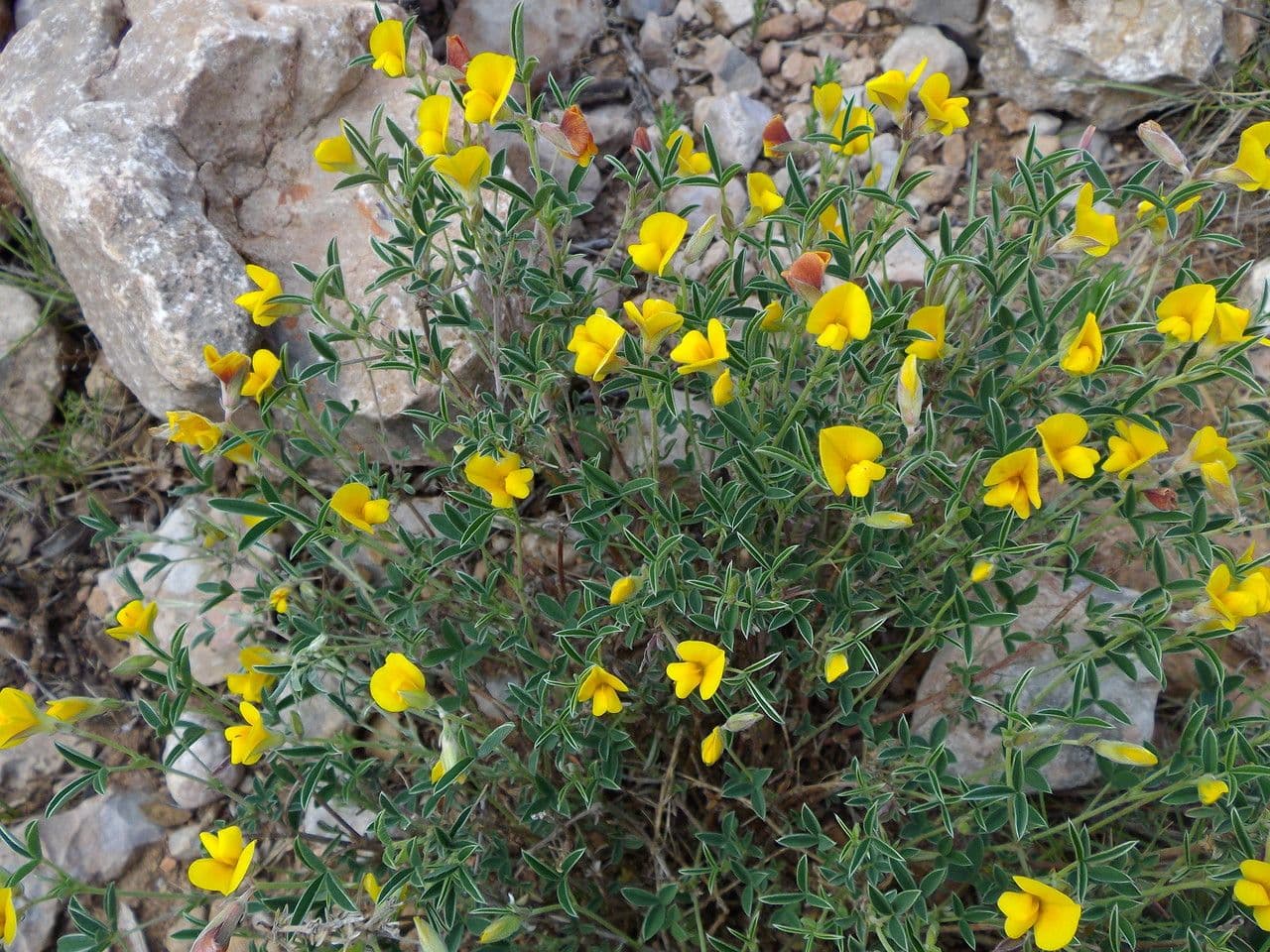 Argyrolobium zanonii avec fleurs jaunes