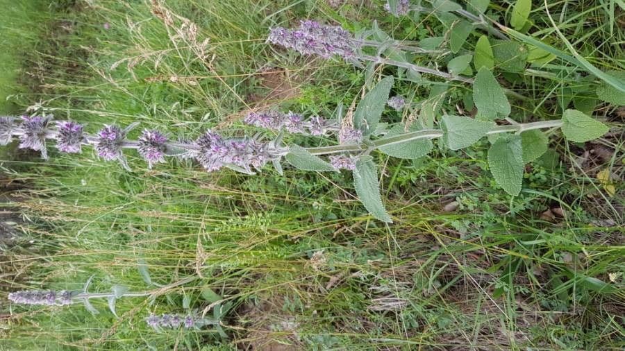 Duitse andoorn met wollige bladeren en paarse bloemspijkers