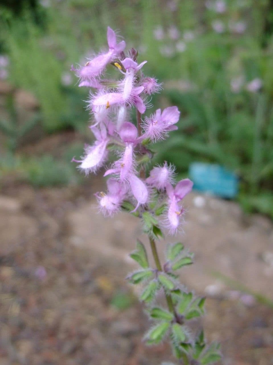 Salvia jurisicii bloemen